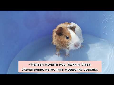 Как купать морскую свинку? / Можно ли купать морскую свинку?