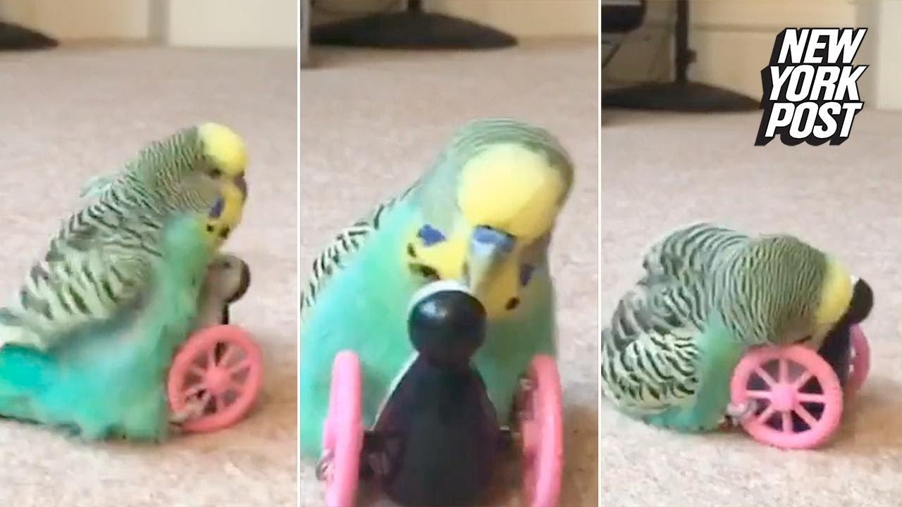 ny post mets This horny parakeet found love with a plastic penguin | New York Post