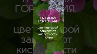 ЦВЕТЕНИЕ ЭТОГО КУСТАРНИКА ЗАВИСИТ ОТ КИСЛОТНОСТИ ПОЧВЫ #ландшафтныйдизайн