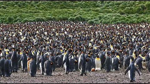 The world largest king penguin collony, SOUTH GEORGIA, Salisbury Plain: Amazing Planet (4K) 2023