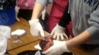 Dissection of a Heart by animal0505 418 views 15 years ago 2 minutes, 43 seconds