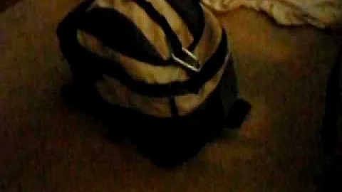 Clever Ferret