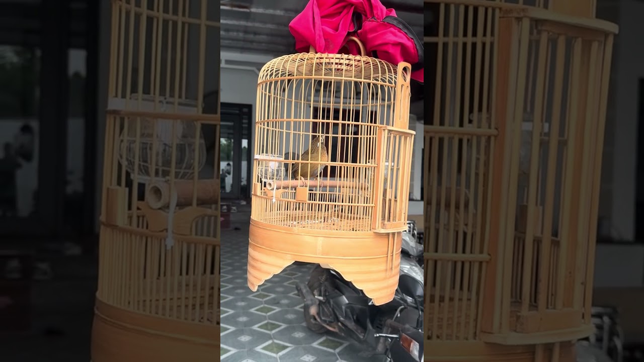 Họa mi hót bệt cầu  ngày 21/01/2026 