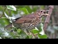 Song Thrush Eating Berries in The Rain