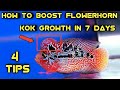 How to boost flowerhorn kok /hump growth in just 7days | 4 tips for faster growth of your flowerhorn
