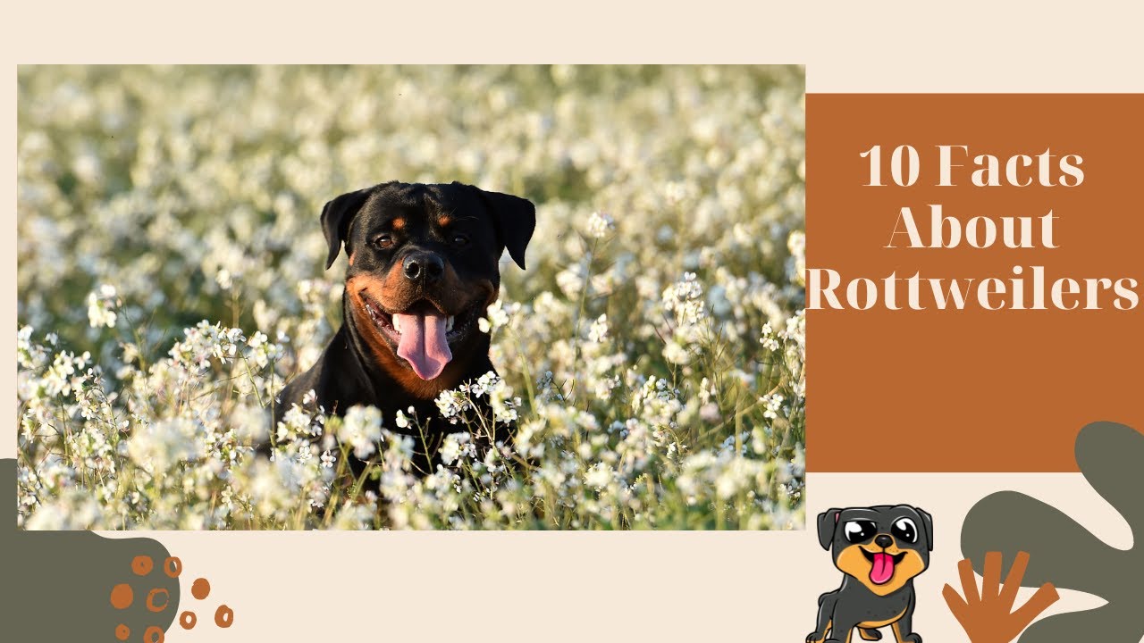 10 Facts About Rottweilers - YouTube