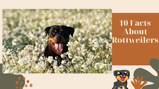 10 Facts About Rottweilers