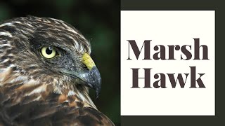 Northern Harrier Hawk: Fun Facts
