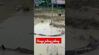 di temukan buaya di pemukiman warga