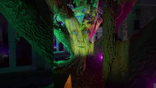 NightGarden at Fairchild Botanical Garden in Miami! You have to visit this place!