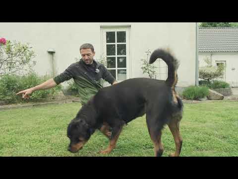 Video: Vedtagelse Af En Døv Hund