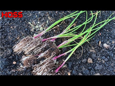 Video: Lökplanteringsverktyg: Vilka är de bästa verktygen för att plantera lökar