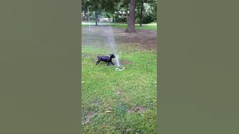 Cody my crazy dog!!!