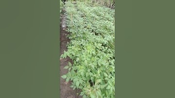 1Bulan sudah usia Tomat 🍅 rampai di kebun tumpangsari🤩