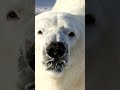 New polar bear arrives at the Calgary Zoo