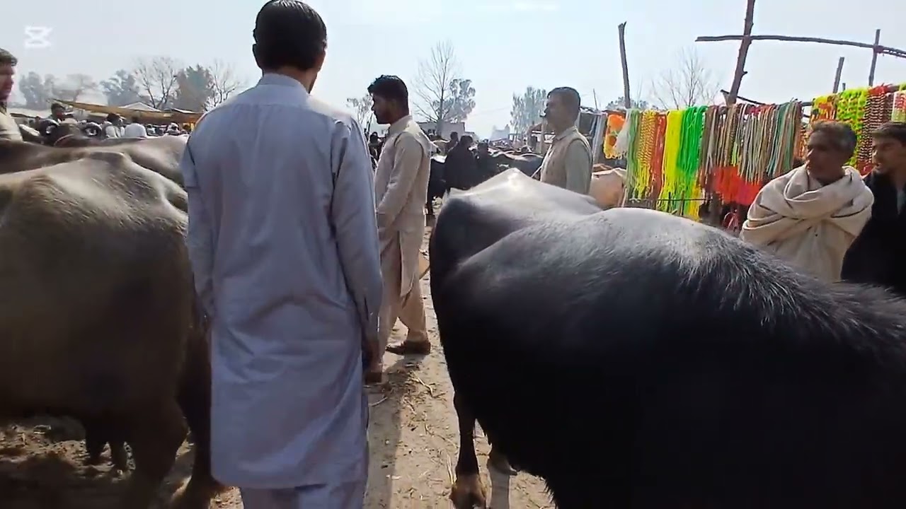 Gujarat Mandi Punjabivlog26l2l2026