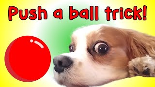 Dog Trick Training for Kids 🐶 Teach Your Dog to Push the Ball w/Nose 🐶 Dexter the Dog and Friends