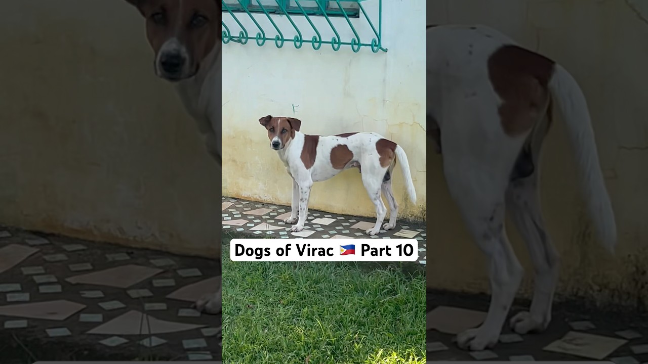Dogs of Virac during PH travels 🇵🇭 Part 10 #philippines #dog #dogs #puppy #puppies #pinoy #afam