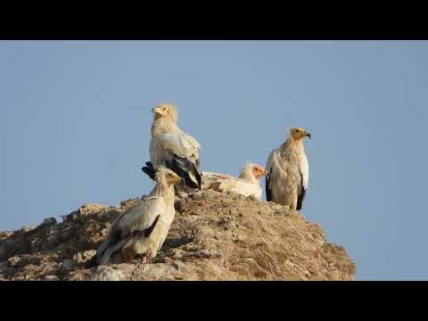 النسر المصري الرخمه