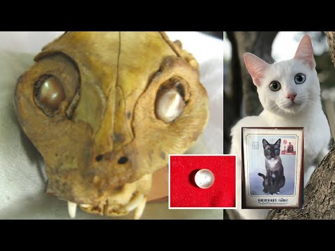 วีดีโอ: คำอธิบายของอัญมณีแห่งดวงตาของแมว คุณสมบัติ