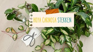 Hoya Carnosa Tricolor Stekken