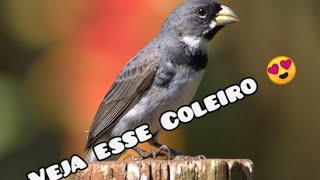 Olha esse  coleiro .. ( melhores pássaros da internet )