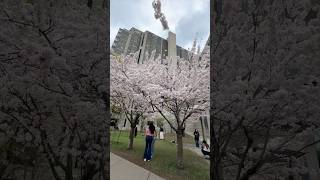 Before & After Cherry Blossoms at Robarts Library Toronto April 17-May 1, 2026
