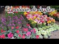 Palacio de la flor, mercado de plantas y flores a mayoreo en Xochimilco #jardinería #vivero #mayoreo