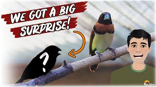 We bred a *NEW* Species in our MIXED Aviary!