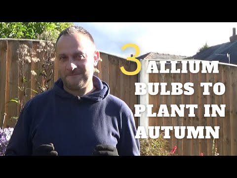 3 Allium Bulbs To Plant In Autumn Alliums In Pots How To Grow Alliums Allium Planting Guide 