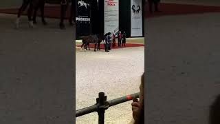 Ас Салам Алейкум Аланла и все адекватные люди  международный паспорт Къ лошадь карачаевской породы.