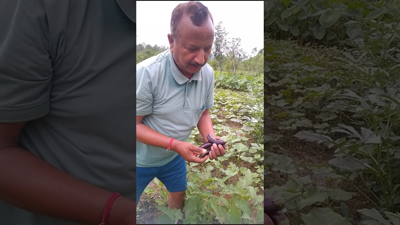 Ghar ki kheti || 🌱🌱 