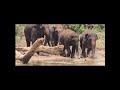🐘Epic Moments with the Elephant"*#aesthetic#wildlife#elephant#wildpredator#animals#nature#viralvideo