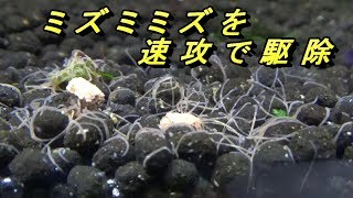 ミズミミズを速攻数分で駆除 検証 ヒル プラナリアハンターで簡単に駆除出来ます　天然素材100％で撃退　退治