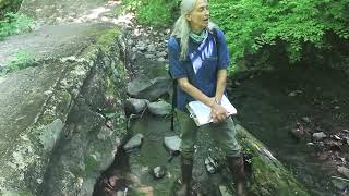 Headwater Streams: A Virtual Field Trip in the New Paltz Mill Brook Preserve