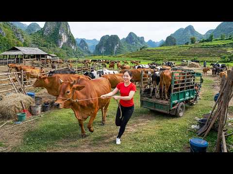 Truck Driver Girl Transporting Cows: Going to the Countryside Market to Sell!