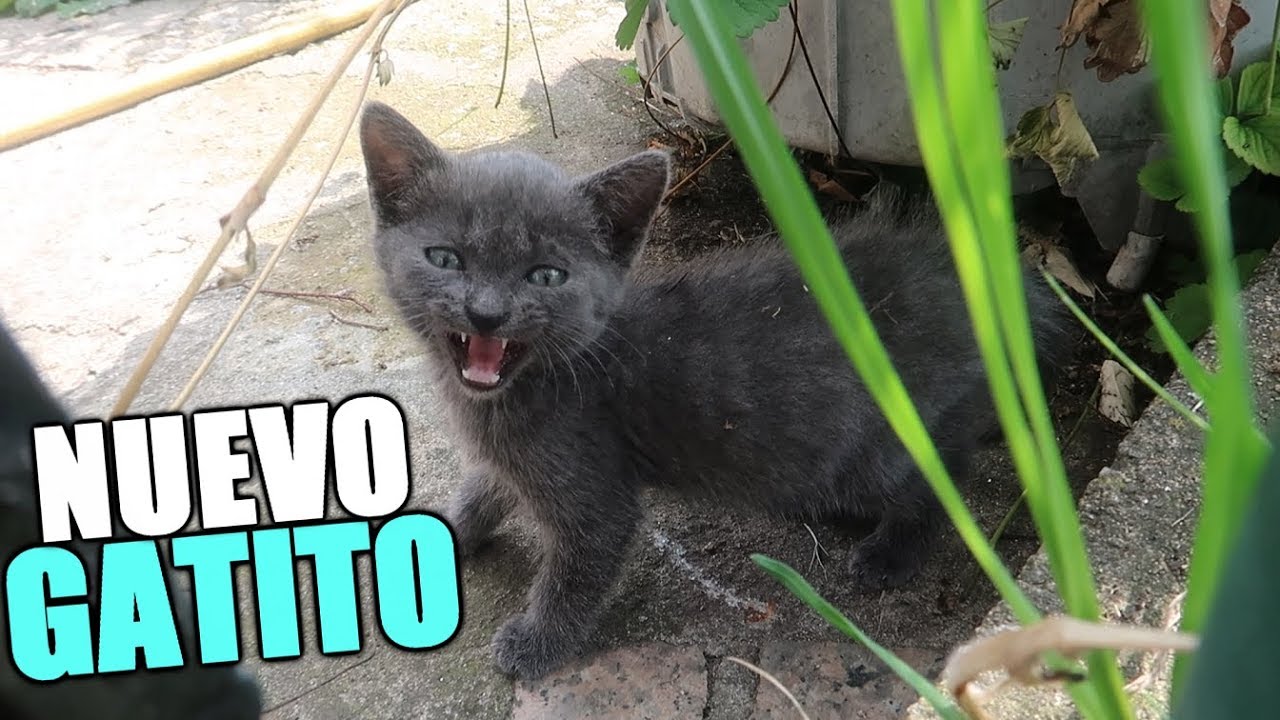 UN NUEVO GATITO LLEGA A LA FAMILIA