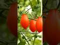 5 WORKING Tips for Growing Delicious Roma Tomatoes! #tomato