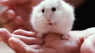 Konuşan Hayvan Videosu-En Komik Hamster