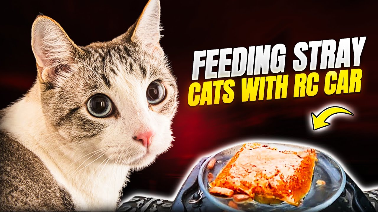 Feeding Stray Cats With RC Car 🐾😻 (Must Watch) Cat Videos!!