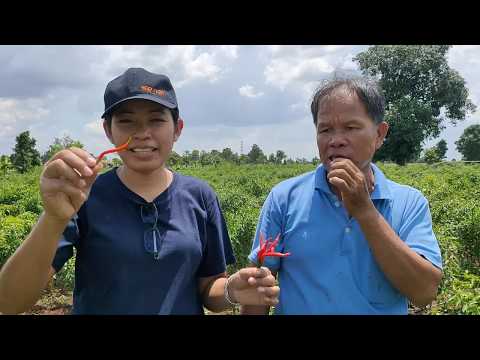 พริกยอดสนก้านทอง ผลิตพริกตามแนวทางเกษตรอินทรีย์