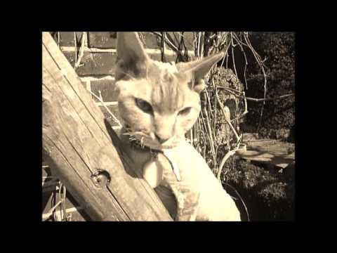 Cygnet Serenade (Swan Song) feat. Mezmereyez and Exotic Garden cats