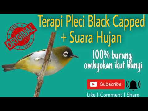 Pleci Black Capped (Terapi burung macet, malas bunyi \u0026 burung ombyokan)