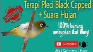 Pleci Black Capped (Terapi burung macet, malas bunyi & burung ombyokan)