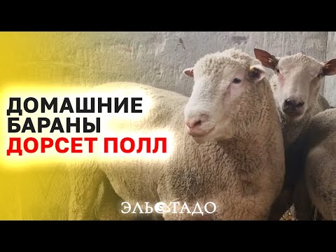 Племенные бараны Дорсет