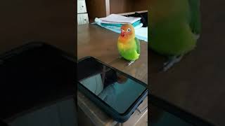 my lovebird singing