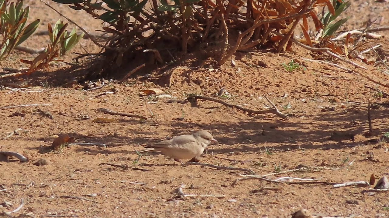 Birds of Saudi Arabia: Bar-tailed Lark (Ammomenes cinctura)