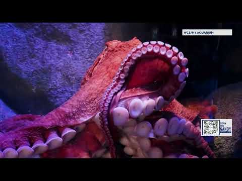 Video: Zničené New York Aquarium obnovuje po Superstorm Sandy