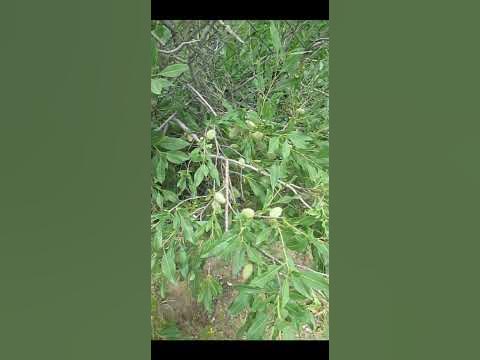 Степной миндаль плоды - YouTube