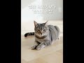 고양이 행동 해석 사전 10 #고양이 #cat